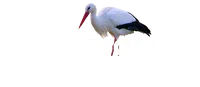 Algorand Polska